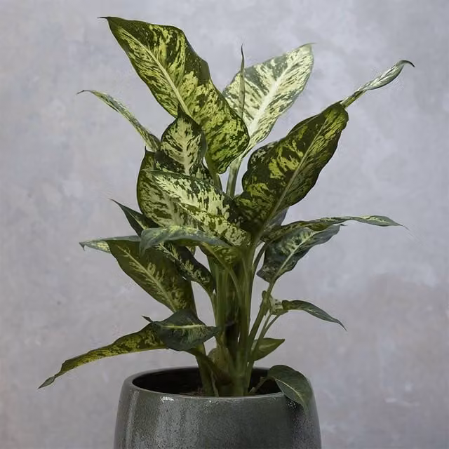 Primrose Dieffenbachia Sublime Indoor Plant in a 17cm Green Pot, Height: 60 cm