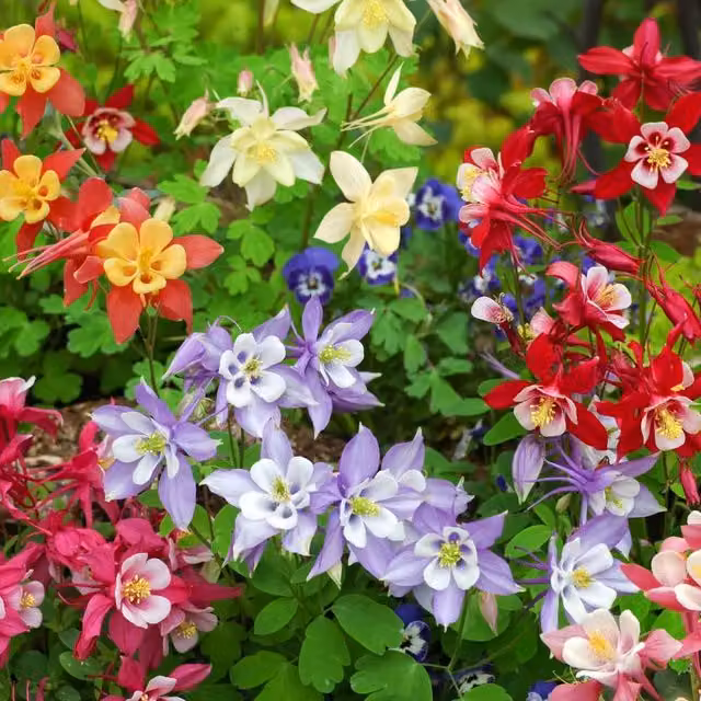 Thompson & Morgan Aquilegia Mrs Scott Elliott Garden Ready Perennial Plants, Mixed Colours, Pack of 30