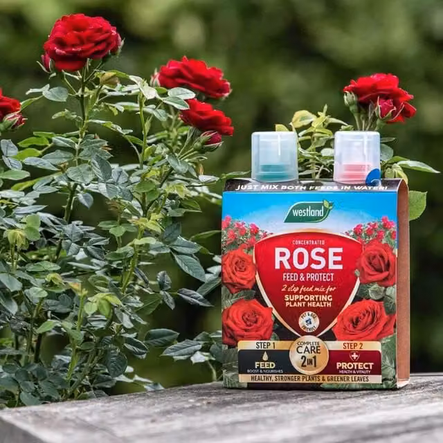 Westland Rose Feed and Protect Liquid Rose Food and Fungi Protection, 500ml Duo Pack, Multicolour