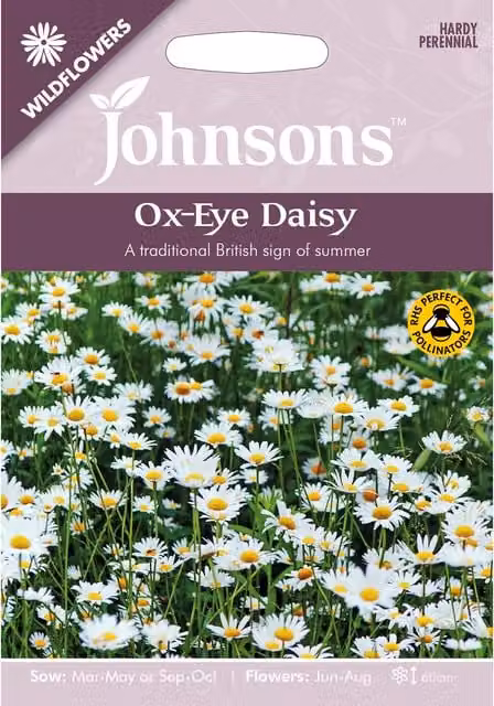 Johnsons Ox-Eye Daisy Wildflower Seeds with White and Yellow Flowers