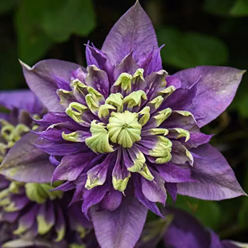 Thompson and Morgan Clematis Florida Taiga Hardy Climbing Shrub, Purple and Green, 3 x 11cm Pots – 7