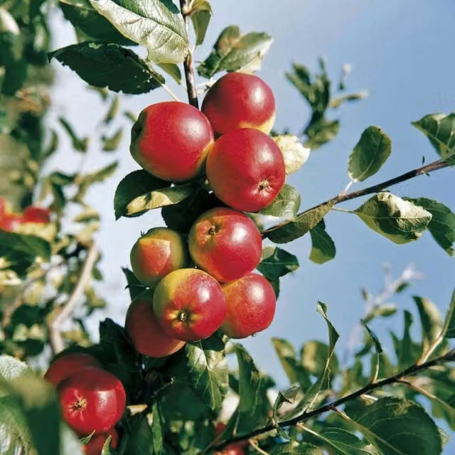 Marshalls Garden Red Falstaff Apple Fruit Tree