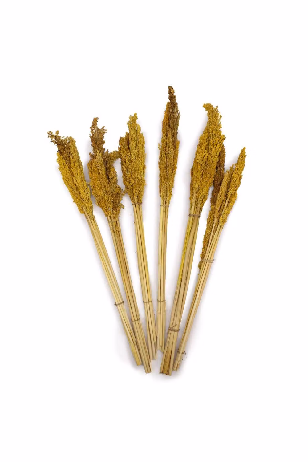 KDMD Vibrant Cantal Grass Bunch Dried Floral Decor in Yellow, Height: 50 cm – 2