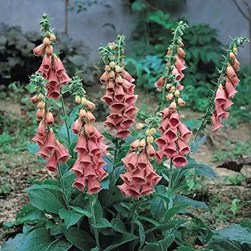 Thompson and Morgan Strawberry Foxglove Summer King Pink Flower Seeds (60 Seeds)