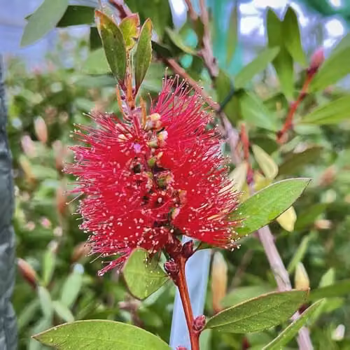 Thompson & Morgan Callistemon laevis Crimson Bottlebrush Evergreen Shrub with Red Flowers, 2 x 15 Litre Pots