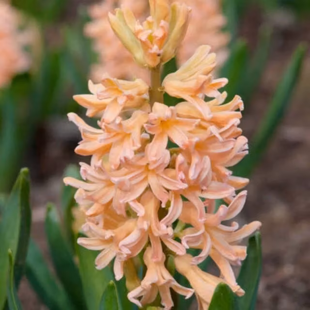 Plants By Post Hyacinth Gipsy Queen Bulbs, Peachy Apricot Orange, Pack of 10