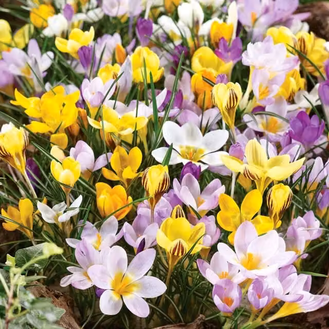 Marshalls Garden Mixed Species Multicolour Crocus Corms Bulbs