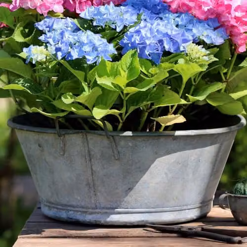 Thompson and Morgan Hydrangea macrophylla Early Blue Ornamental Shrub, 2 x 9cm Pots – 4