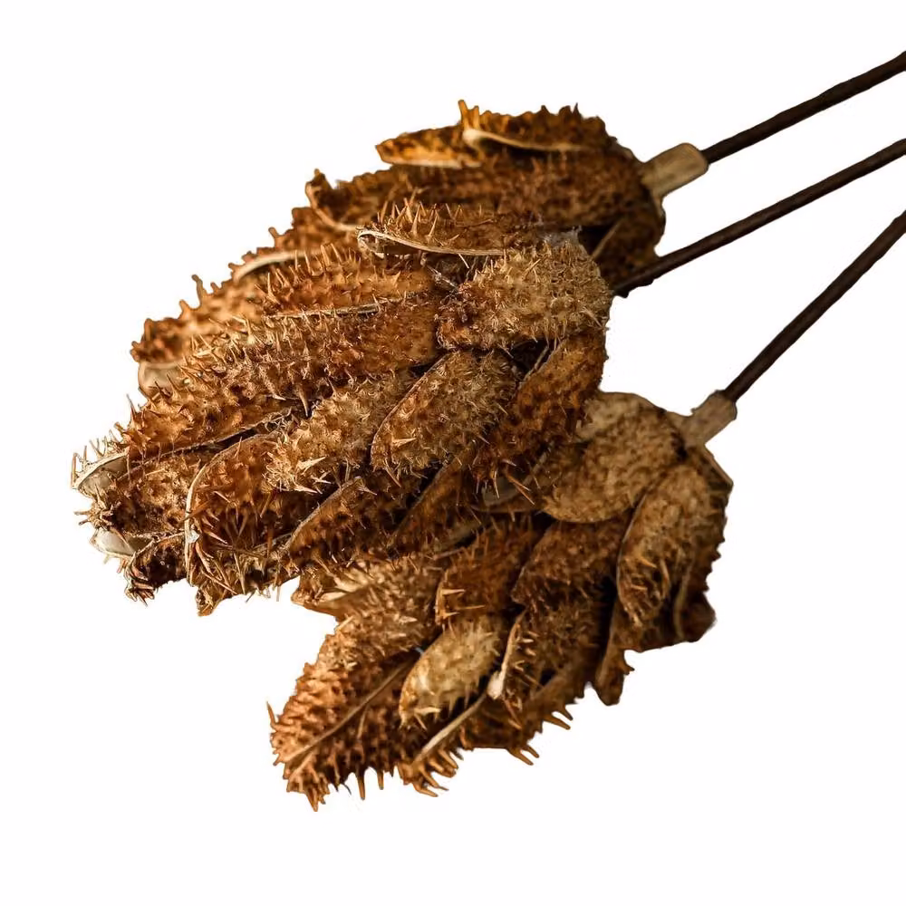 Hill Interiors Protea Dried Plant in Sand and Brown – 2