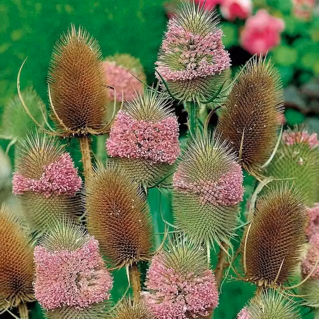 Unwins Winter Bouquet Teasel Flower Seeds, Green and Pink