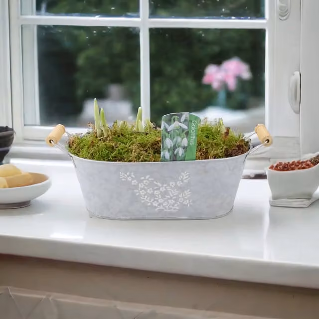 Plants By Post White Galanthus Snowdrop Spring Flowering Plant in a Vintage Rectangular Trough