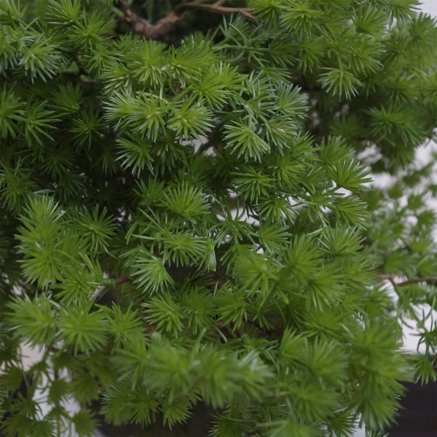 Leaf 60cm Artificial Luxury Pine Bonsai Tree in Green, Black or Brown – 3