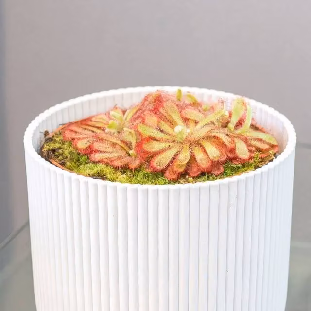 Primrose Plant Theory Drosera Aliciae Princess Alices Sundew Green Indoor Potted Plant, 8.5cm Pot
