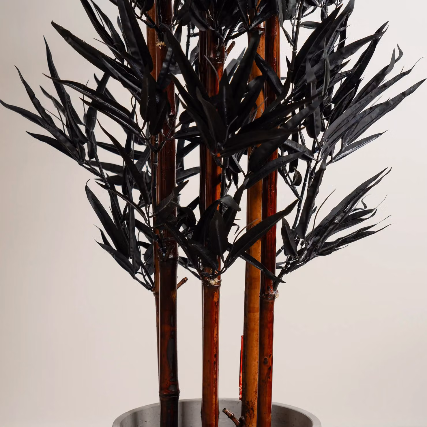 Scottish Everlastings Ltd Black Bamboo Tree, Height: 157 cm – 3