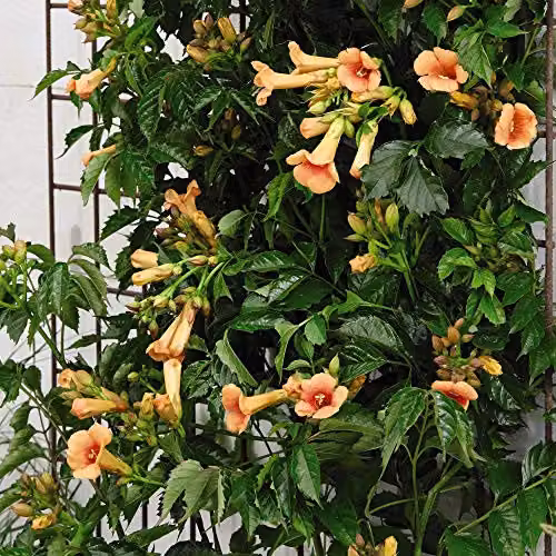 Thompson and Morgan Campsis x Tagliabuana Indian Summer Orange Climbing Shrub in 2 Litre Pot – 2