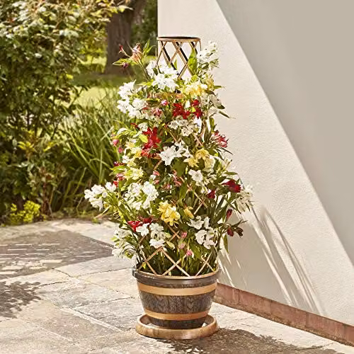 Thompson & Morgan Barrel Effect Flower Tower Planter with Frame and Saucer in Gold and Brown – 2