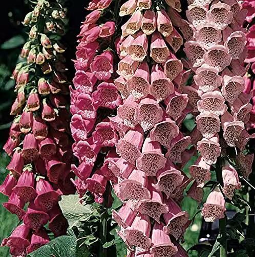 Thompson and Morgan Digitalis Excelsior Foxglove Garden Plants, 12 Garden Ready Plants in Pink, Yellow and White – 4