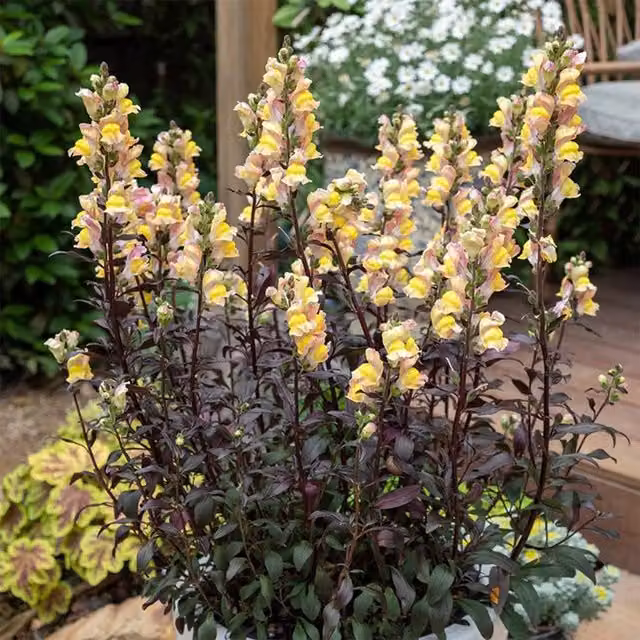 Plant Theory Set of 3 Yellow and Pink Antirrhinum Snapdragon Bedding Plants in 9cm Pots