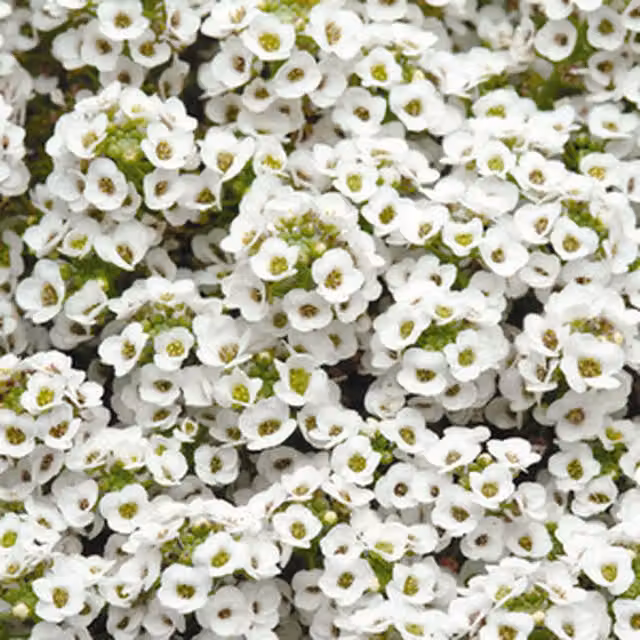 Plants By Post Alyssum Classic White Garden Bedding, 12 Plants