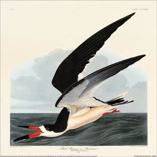 John James Audubon Black Skimmer Multicolour Paper Print Illustration – 1
