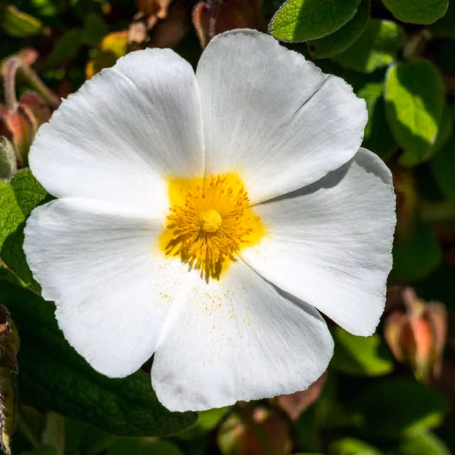 Plants By Post Cistus Corbariensis Hardy Evergreen Rock Rose Ornamental Shrub, White and Gold