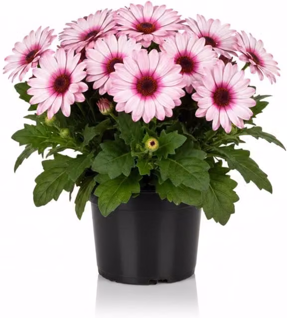 Plants by Post Senetti Pink Bicolour Daisy-like Flower Bedding Plant, 2L Pot, Hot Pink and White