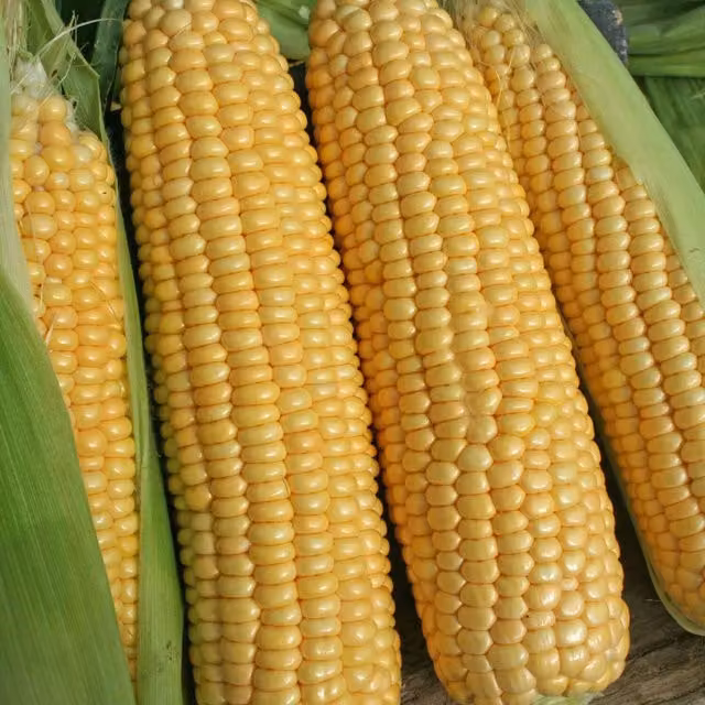 Marshalls Goldcrest F1 Sweetcorn Seeds, Mid-Season Super-Sweet Yellow Variety, 35 Seeds