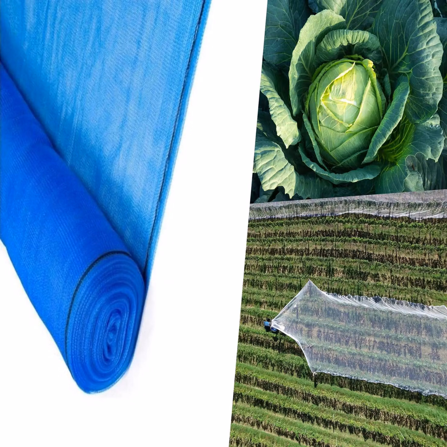 Pegdev Blue Heavy Duty Plants and Crops Protection Netting, UV Stabilised Mesh, W/D/H: 200 x 200 x 600 cm – 3