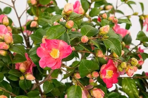 Thompson and Morgan Camellia Japonica Winter Perfume Pink Fragrant Ornamental Shrub, 15 cm Pot