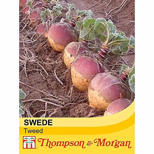 Thompson and Morgan Swede Tweed Hardy Annual Vegetable Seeds, 200 Seeds per Packet – 2