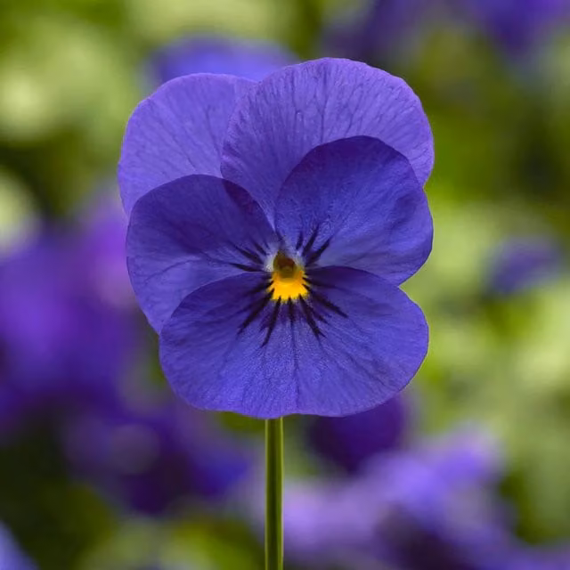 Plants by Post Viola Deep Blue Bedding Plants, 12 Garden-Ready Hardy Flowers