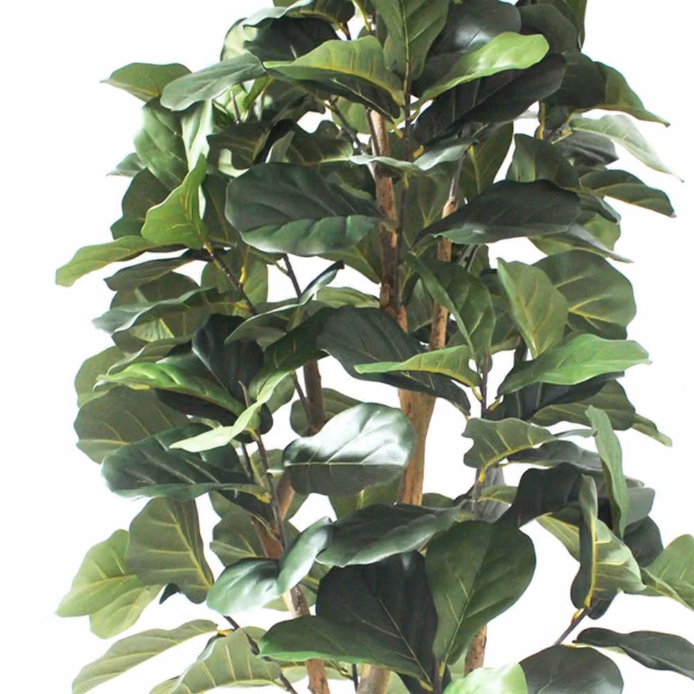 Botanik Artificial Fiddle Fig Tree in Green with Black Plastic Pot, Height: 180 cm – 2