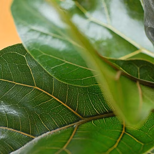 Thompson and Morgan Ficus Lyrata Compacta Fiddle-Leaf Fig Indoor House Plants, Set of 3 Green Potted Plants, 9cm Pot – 3
