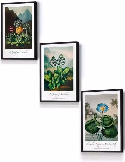ARTZE Vintage Auricula and Lily Flowers Floral Framed Wall Art, Multicolour Botanical Illustration in Black Wood, W: 33 cm, H: 45 cm, D: 20 mm