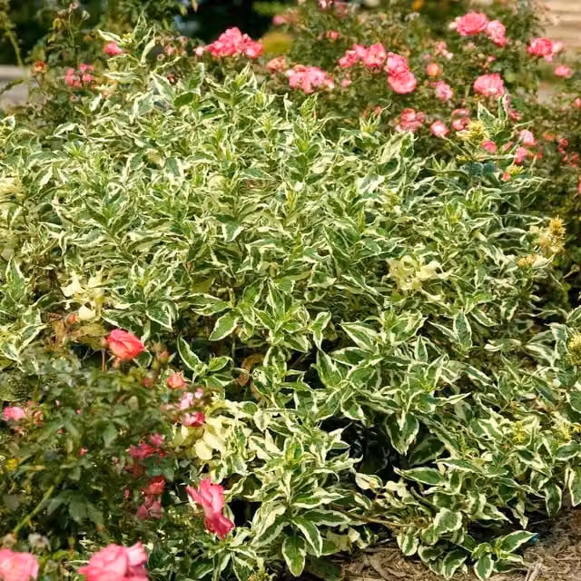 Marshalls Garden Diervilla Sessilifolia Cool Splash Ornamental Shrub, Green, White and Yellow