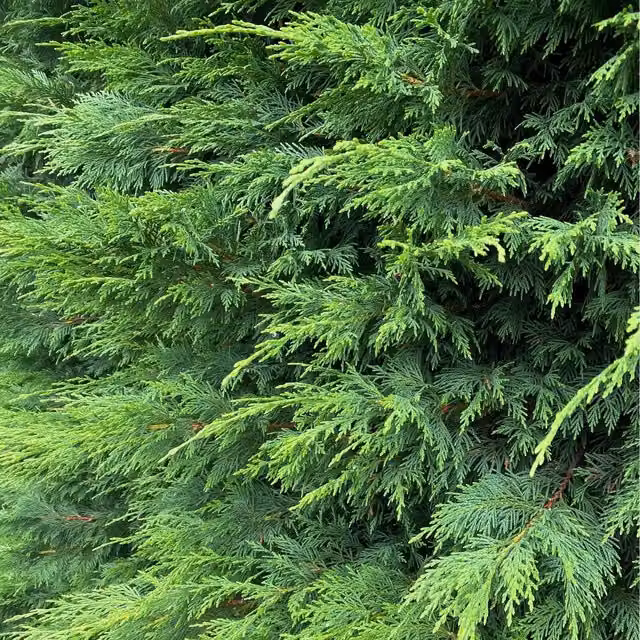 Direct Plants 10 x Green Leylandii Cupressocyparis Conifer Hedge Trees in 3L Pots
