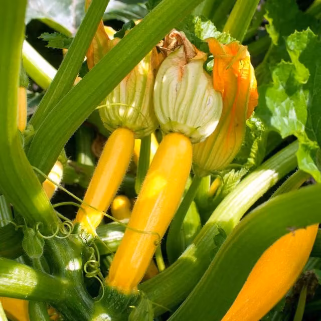 Marshalls Garden Lemona F1 Yellow Courgette Vegetable Seeds, 10 Seeds