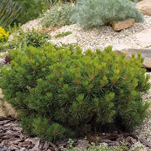 Thompson & Morgan Hardy Shrub Mountain Pine Pumilio Group, Pinus Mugo Evergreen Dwarf, Green, 3 Litre Pot