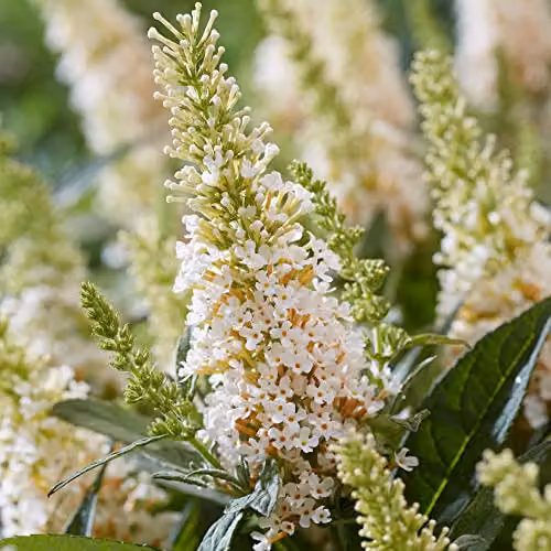 Thompson and Morgan Buddleja davidii Dwarf Compact Butterfly Candy Little White Hardy Ornamental Shrub, 1x 9cm Potted Plant – 3