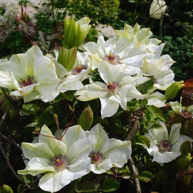 Plants By Post Clematis Miss Bateman Climber, Pink and White