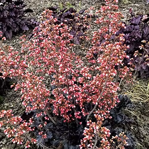 Thompson & Morgan Heuchera Timeless Night Hardy Perennial Plants with Black Foliage and Pink Blooms, 2 x 2-Litre Pots – 1