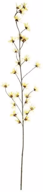 KDMD Botanica Yellow Hamamelis Branch, Height: 153 cm
