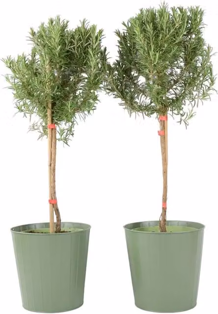 Plants By Post Pair of Green Rosemary Trees in 3L Pots