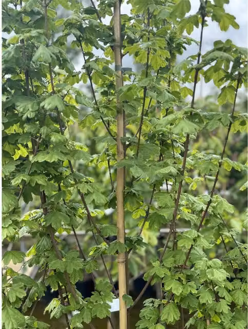 Direct Plants Acer Campestre Elegant Field Maple Deciduous Ornamental Tree, Green, 3-4ft in a 3 Litre Pot