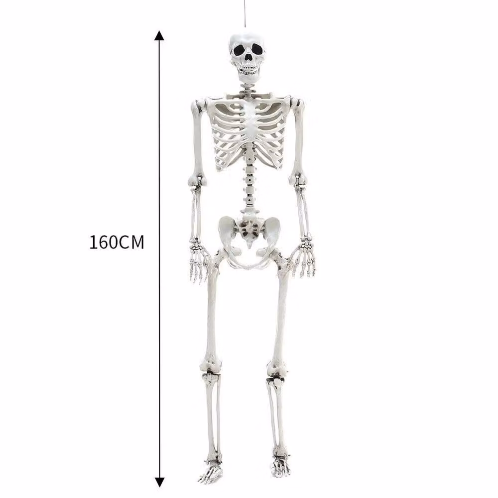 FLAVORA Full Size Posable Human Skeleton, White, Height: 160 cm – 2