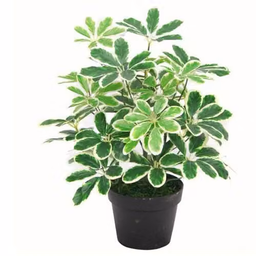 Leaf Design UK Variegated Artificial Schefflera Arboricola Potted Plant, Green, Height: 55 cm – 1