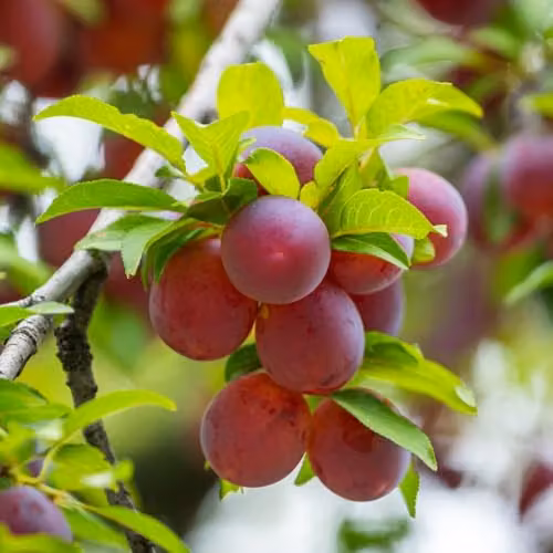 Thompson & Morgan Plum Wonder Tree Opal Patio Fruit Tree, Self-Fertile and Easy to Grow, Height: 1.4 m – 2