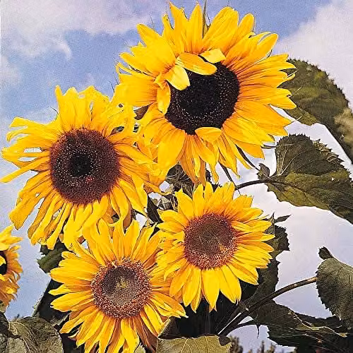 Thompson and Morgan Sunflower Russian Giant Seeds, 25 Seeds per Packet – 1
