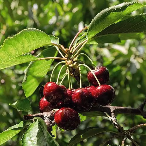Thompson and Morgan Mini Fruit Tree Collection, 3 x 9cm Potted Cherry Plants, Pink Flowering and Fruiting Hardy Trees – 2
