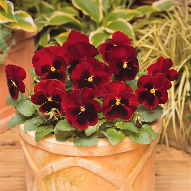 Plants by Post Pansy Red Blotch Bedding Flowers, 12 Garden Ready Plants, Red